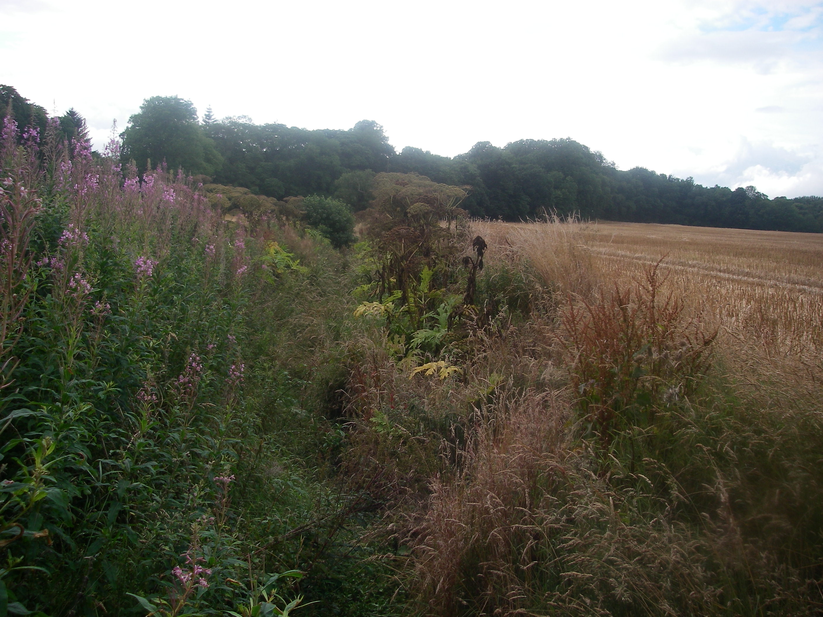 A ditch line close to Milton on the Balnagown before treatment in 2012.
